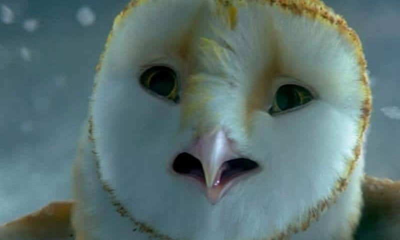 Legend Of The Guardians Owls