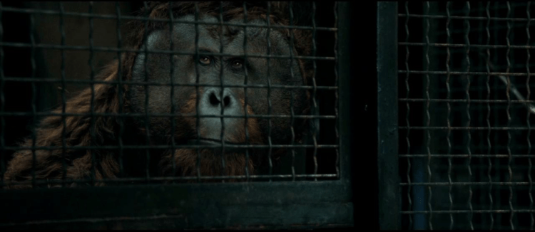 Rise Of The Planet Of The Apes Cage