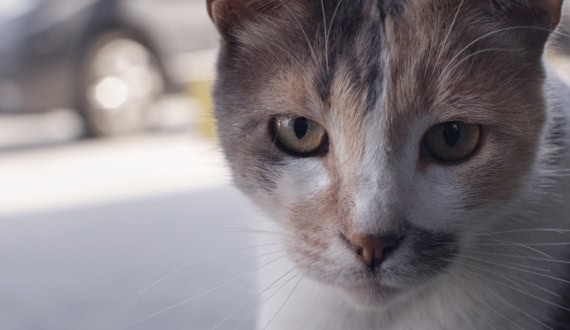 Thumbnail for Here’s The Story of The Essential Documentary of National Cat Day
