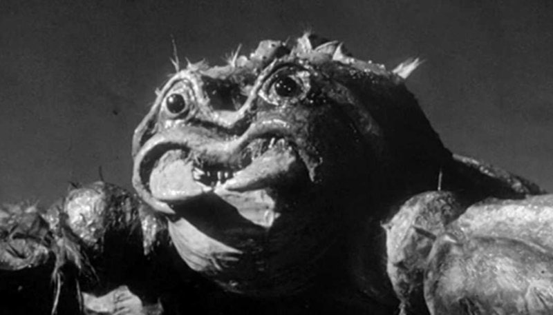 Header The Black Scorpion