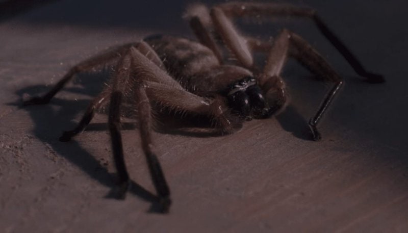Arachnophobia