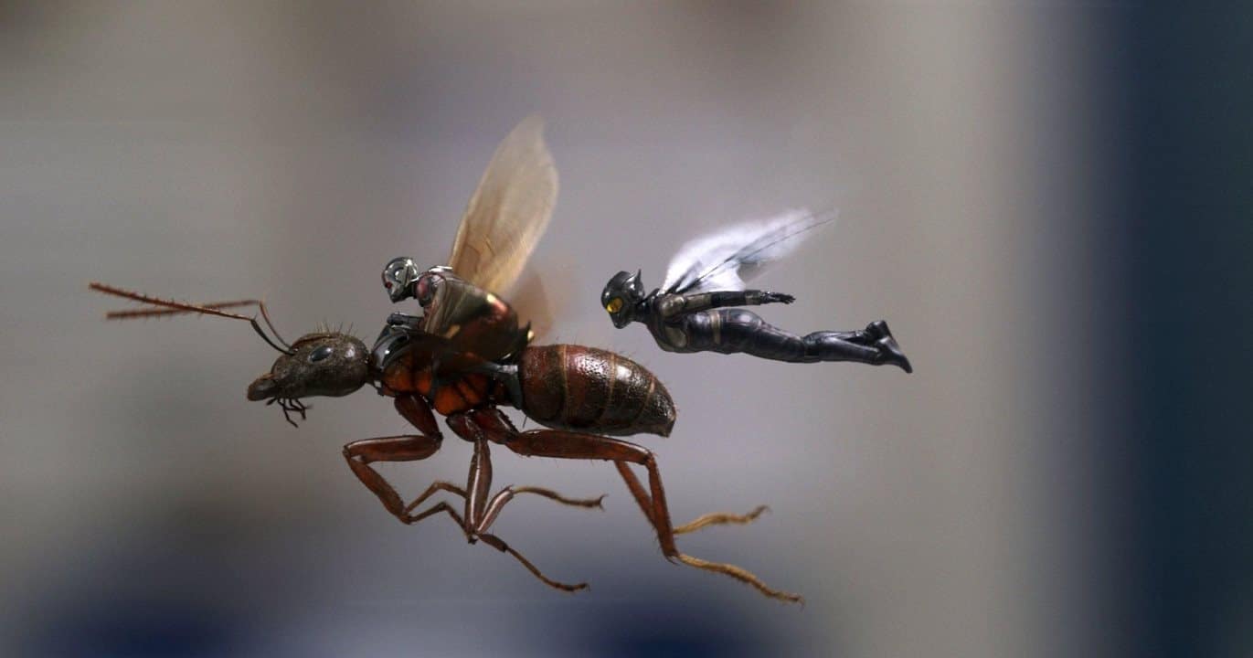 Just flyin' on an ant