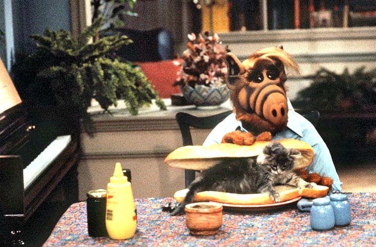 Alf Cat Lunch