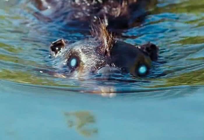 Zombeavers