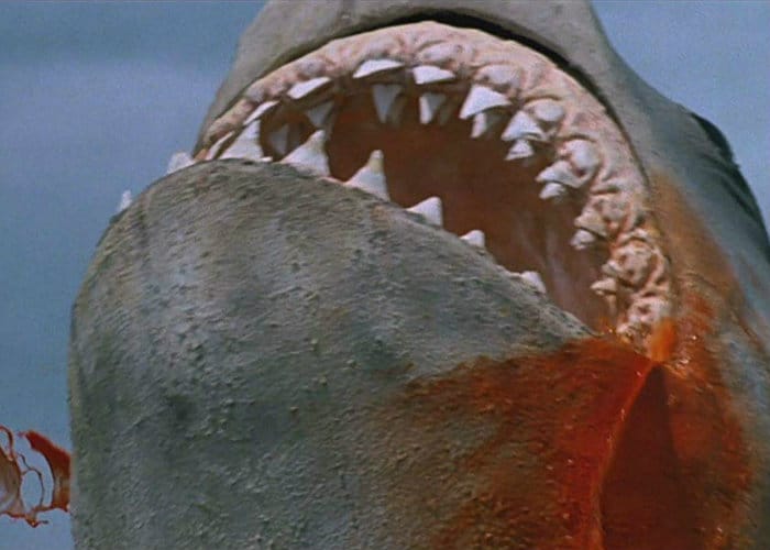 Jaws The Revenge Shark Edit