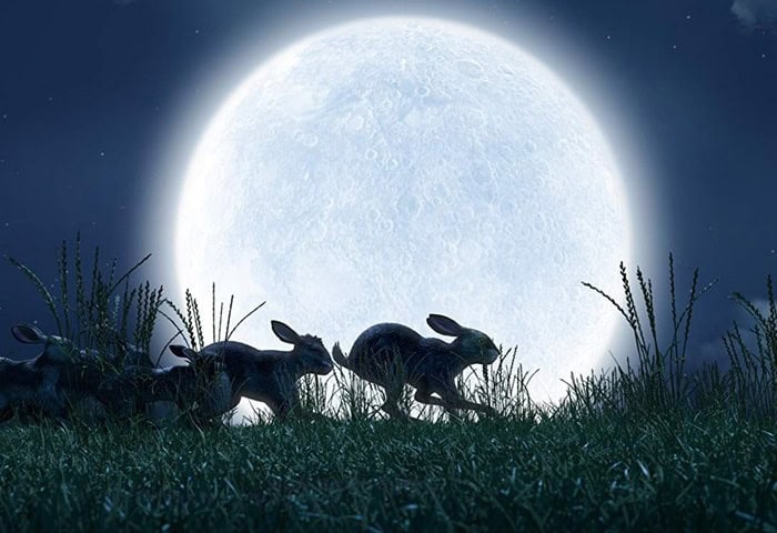 Thumbnail for ‘Watership Down’ Review: Rabbits Run Rampant In Rousing Reinterpretation