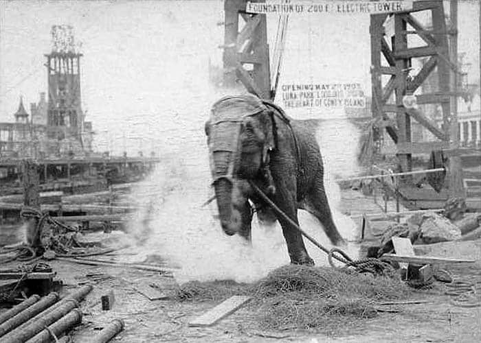 Electrocuting An Elephant