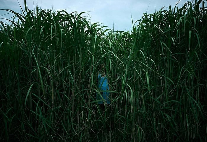 Thumbnail for ‘In the Tall Grass’ Review: Stephen King Horror Gets Lost in the Weeds