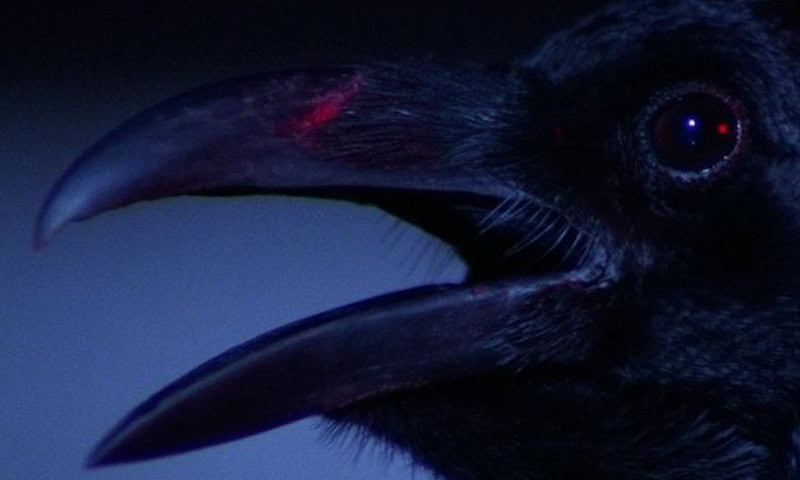 Thumbnail for For the Birds: How They Filmed the Crow Scenes for Dario Argento’s ‘Opera’