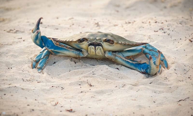 Thumbnail for No, Morgan Freeman Did Not Voice the Crab in ‘Barb and Star Go to Vista Del Mar’