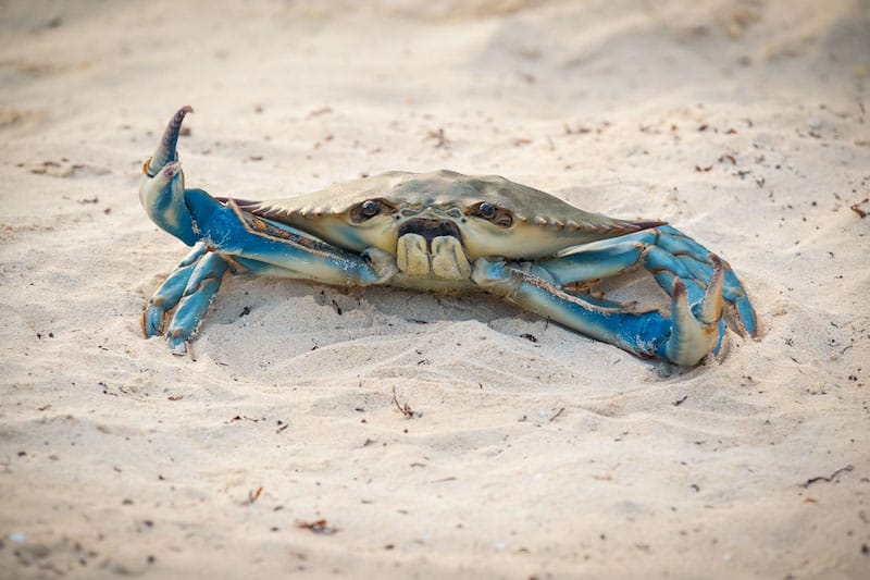 Morgan Freeman Crab Barb And Star Go To Vista Del Mar
