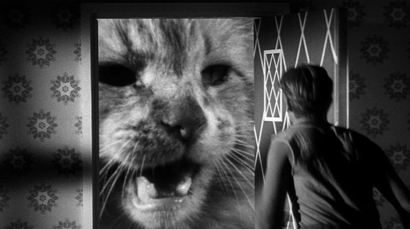 Movies Like The Fly: The Incredible Shrinking Man