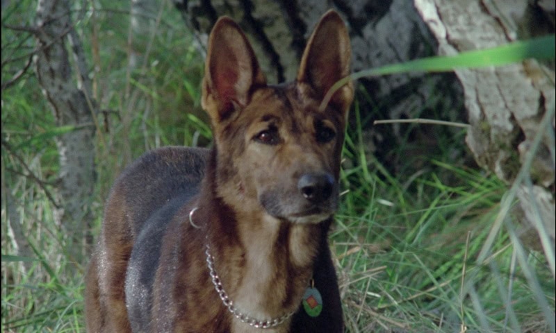 A Dog Called Vengeance Header