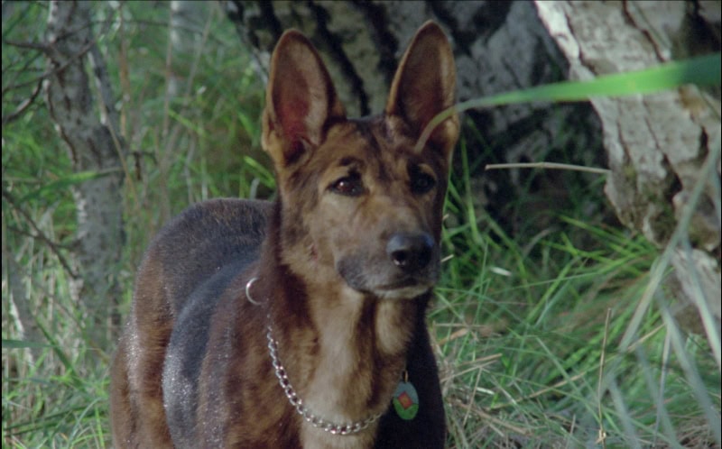 Canine Thrills Comply with You House In Our Choose of the Week